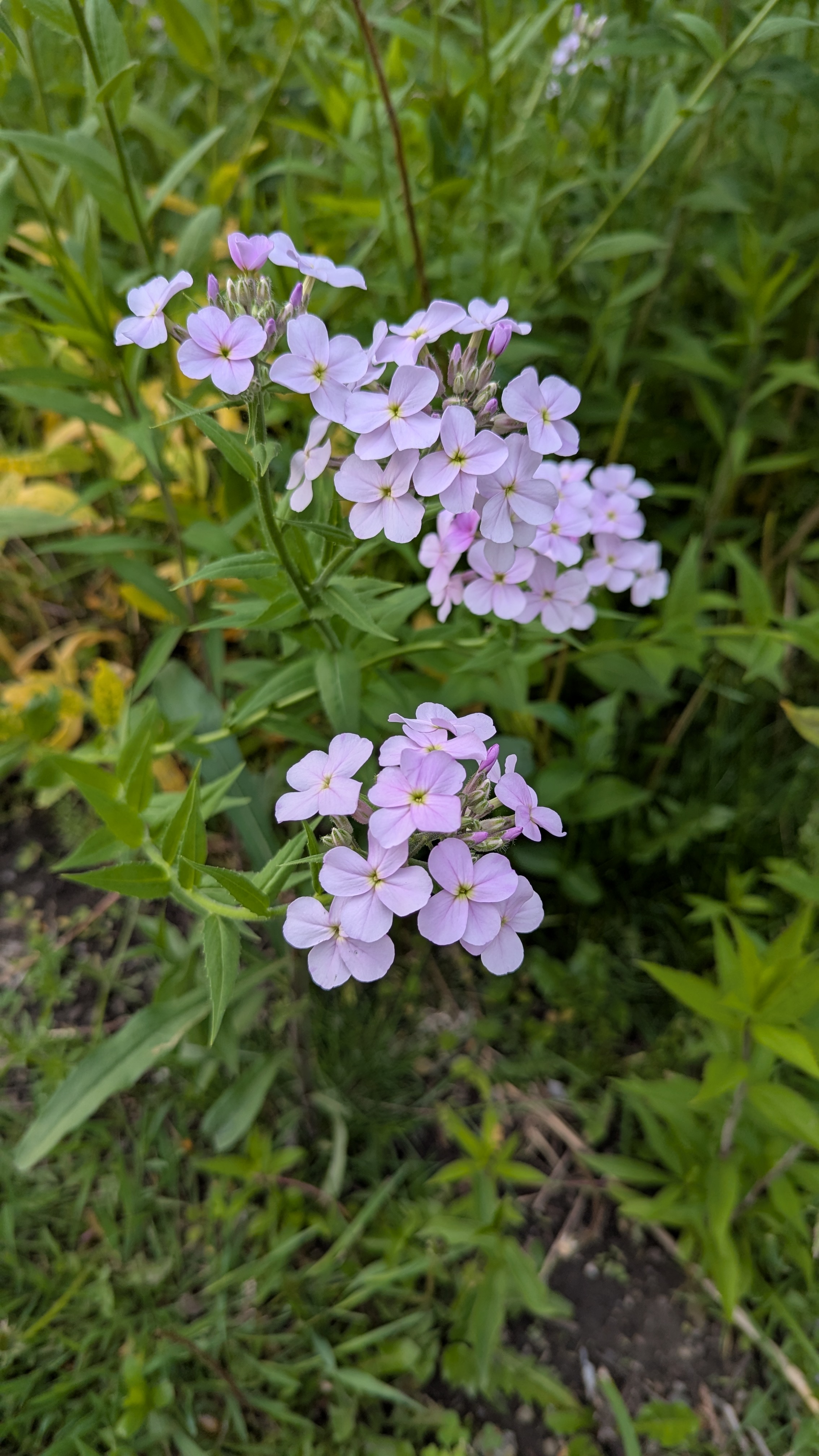 Purple Dame's Rocket flowers