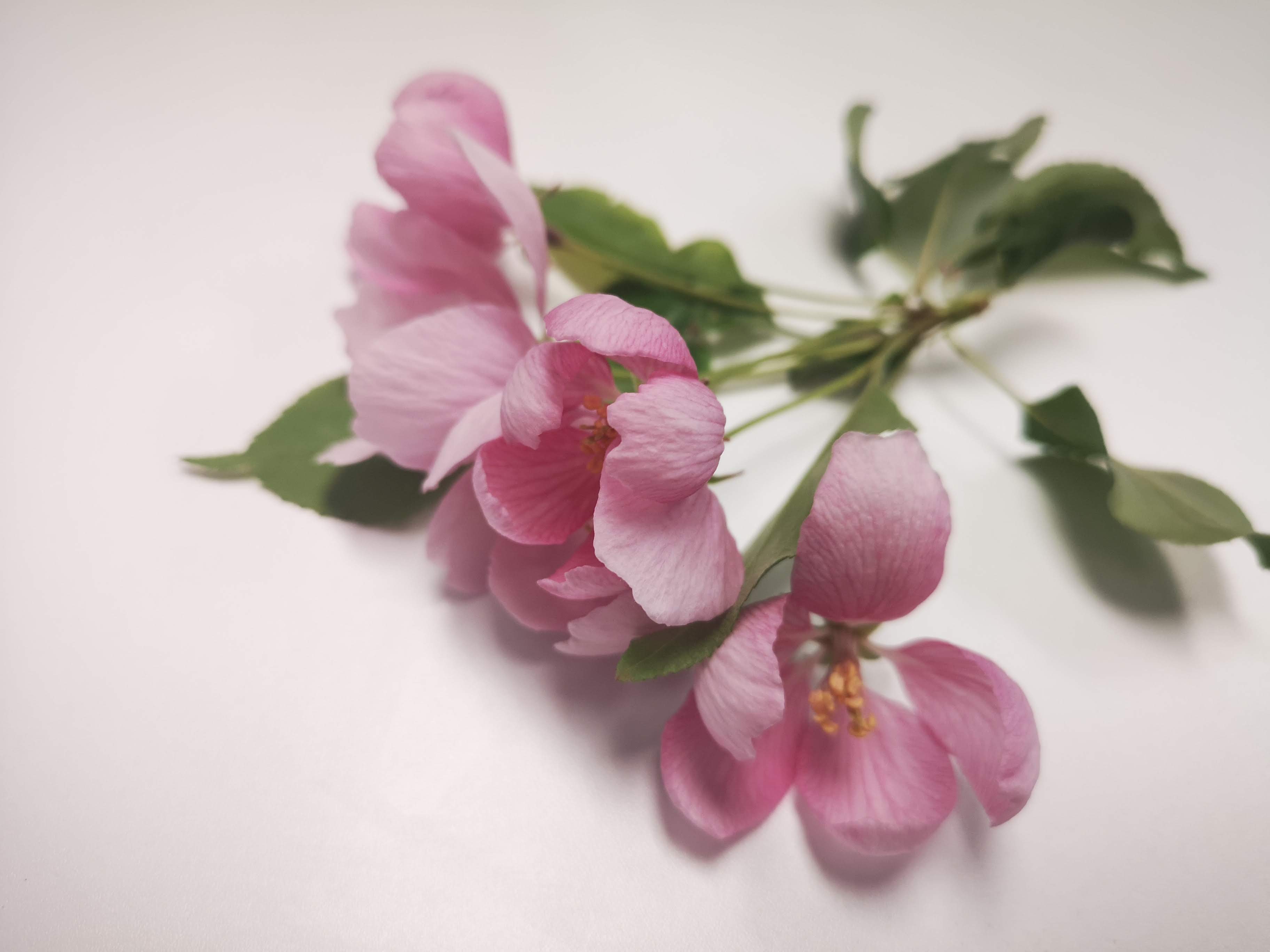 Pink cherry blossoms on a white table