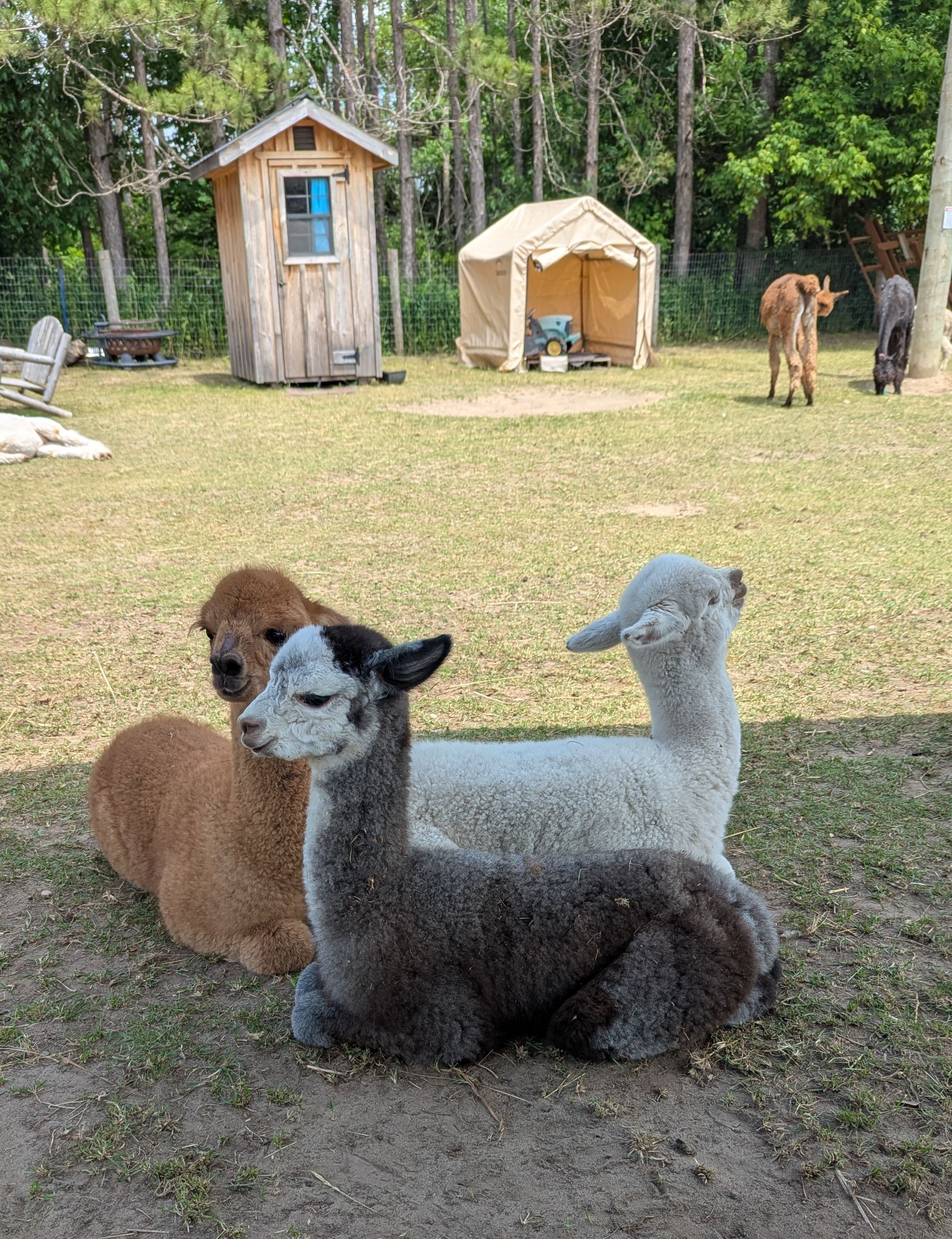 A dark grey, white, and light brown baby alpacas sitting together in the shade