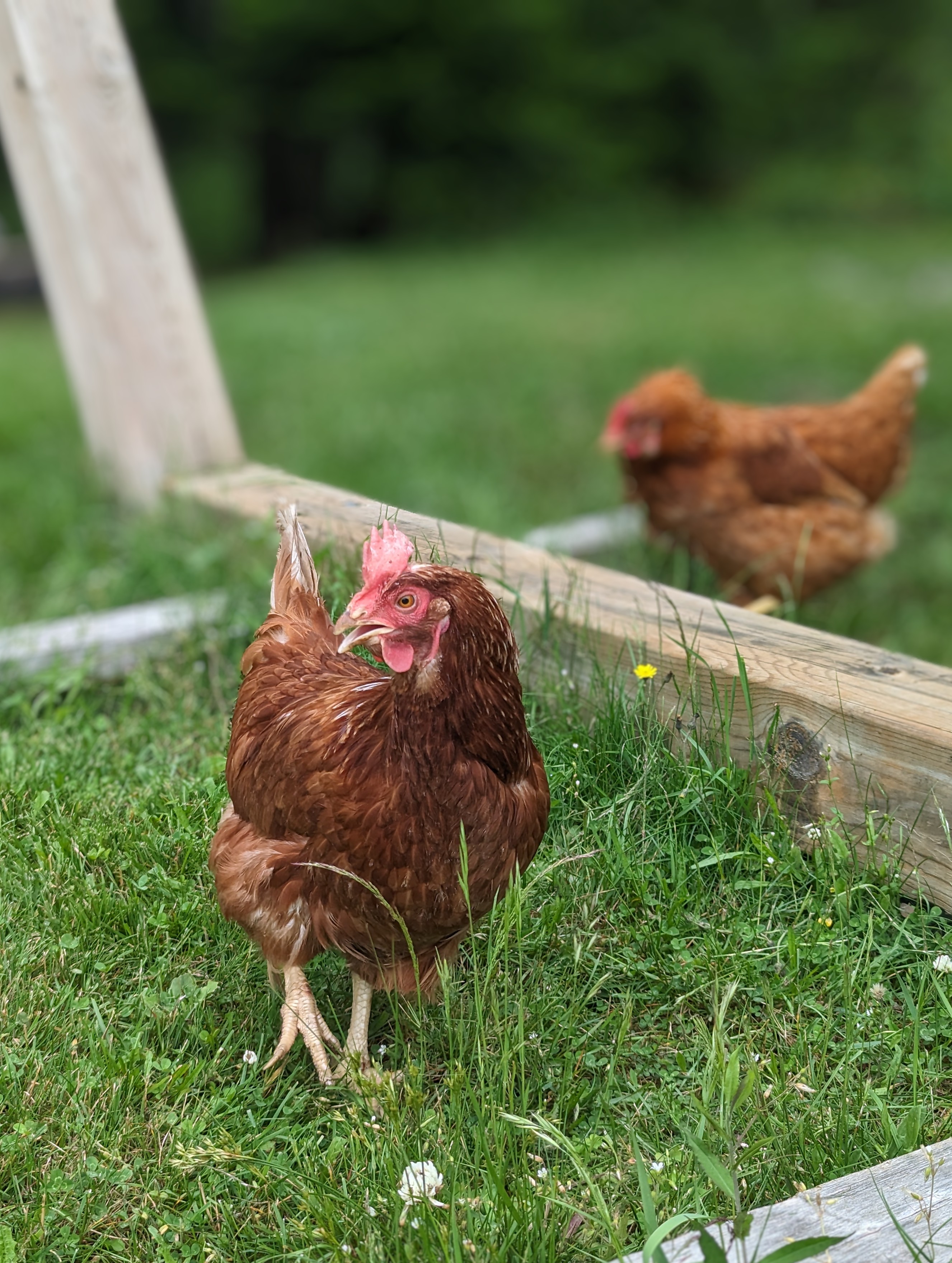 Brown Orange coloured chicken standing on grass