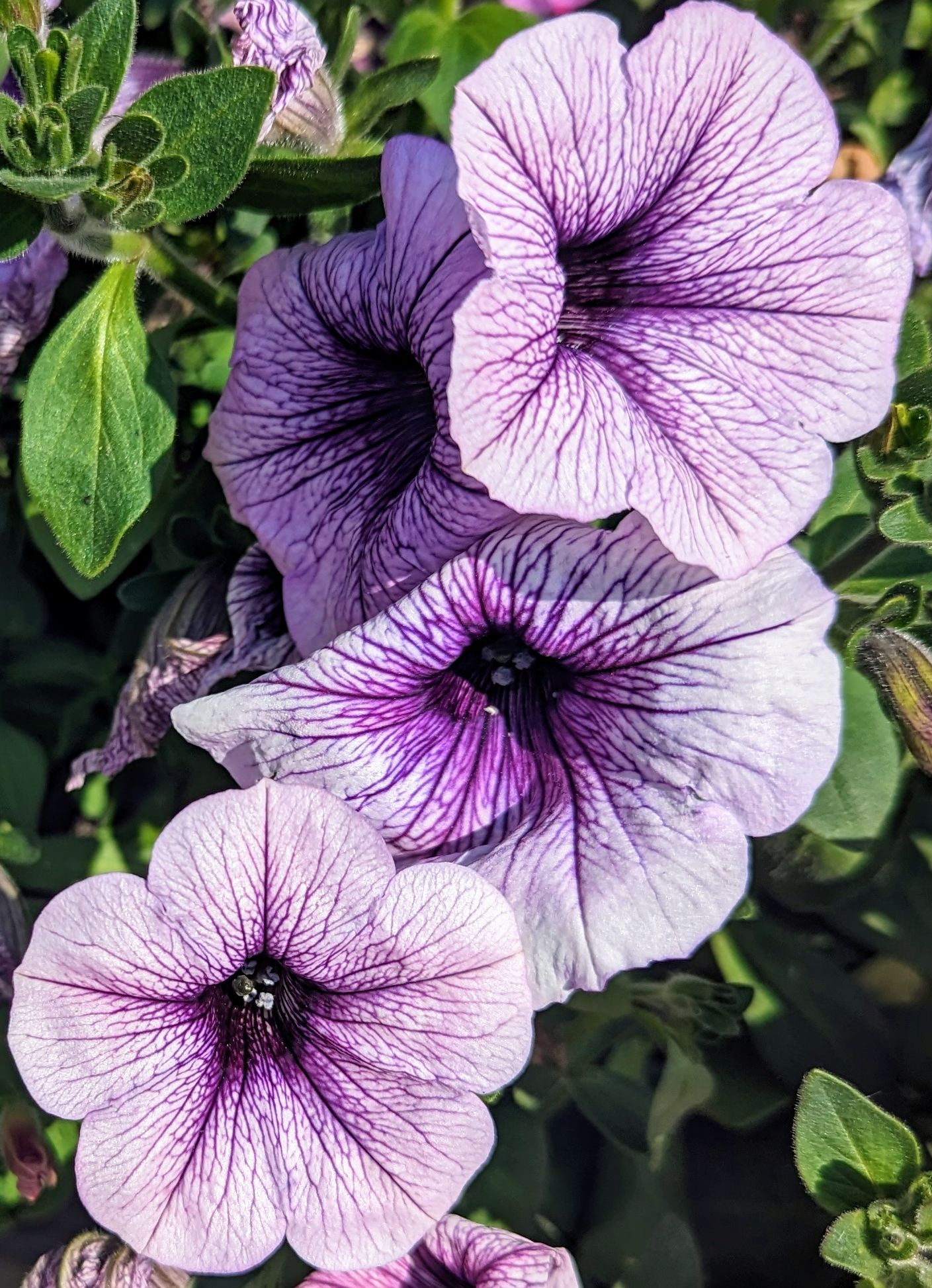 Supertunia Priscilla petunia. This is lavender colour flower with deep purple veins.