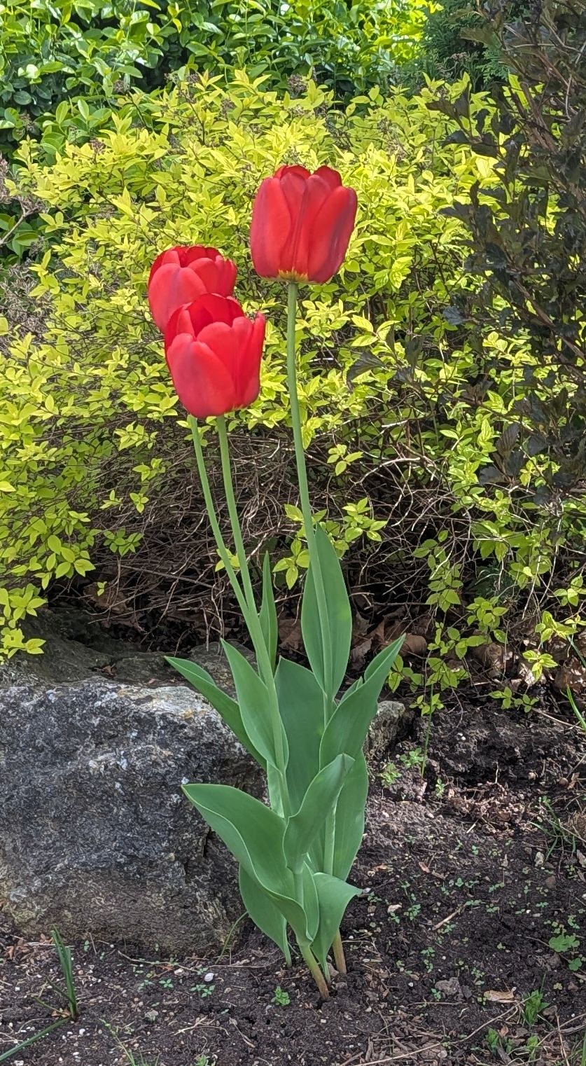 Red tulips in a garden